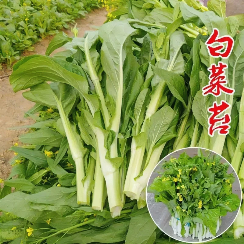 早熟白菜苔种子甜脆多芽杂交早熟高产侧芽多味甜菜心蔬菜种子种植