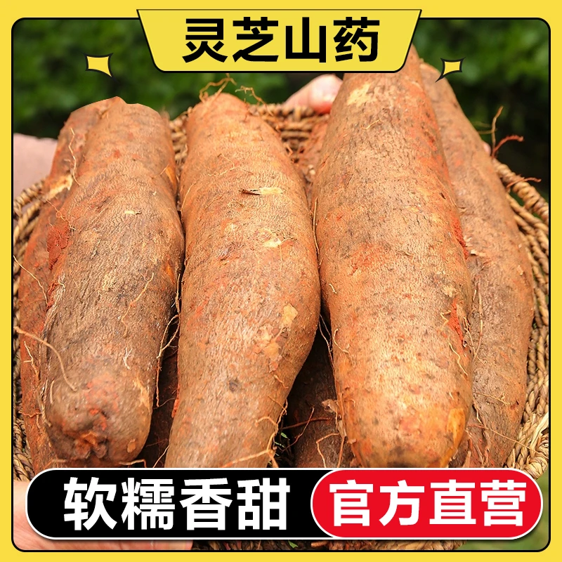 【官方直营】灵芝山药新鲜应季蔬菜现挖现发新鲜山药3斤5斤9斤包邮