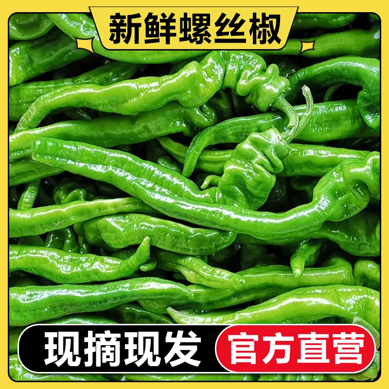 【官方直营】新鲜螺丝椒青椒现摘现发应季蔬菜青皮辣椒3斤5斤包邮