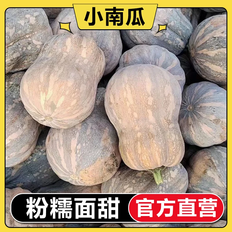 【官方直营】花生小南瓜5斤9斤装新鲜蔬菜应季现摘软糯面甜宝宝辅食
