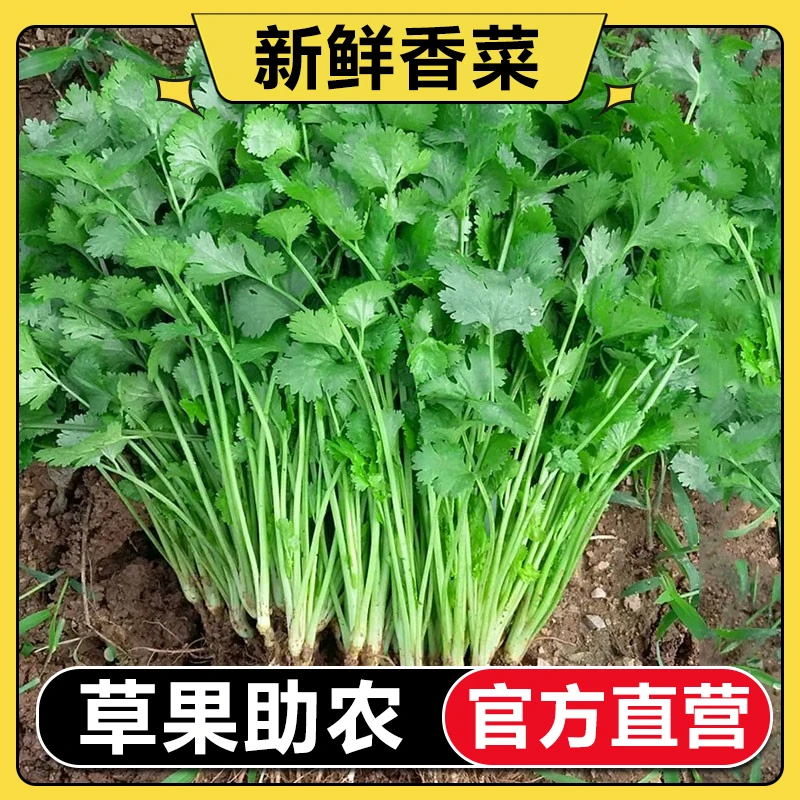 【官方直营】香菜新鲜现摘应季河南蔬菜芫荽农家半斤1斤3斤5斤装
