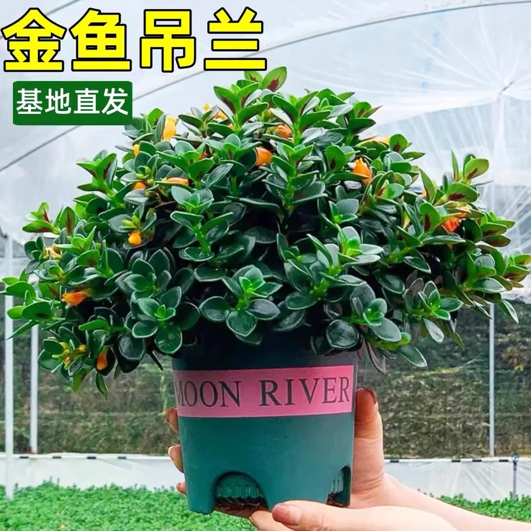 【四季常青】金鱼花吊兰盆栽室内绿植新房客厅净化空气绿植新房