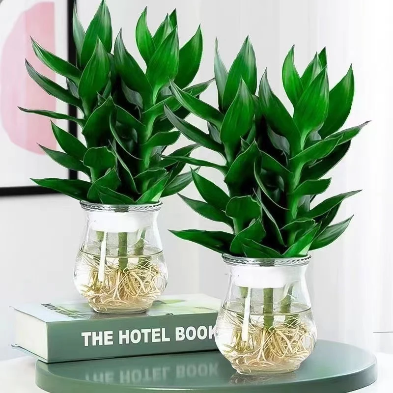 观音竹富贵竹水培绿植室内客厅四季常青水养盆栽客厅绿植大盆栽