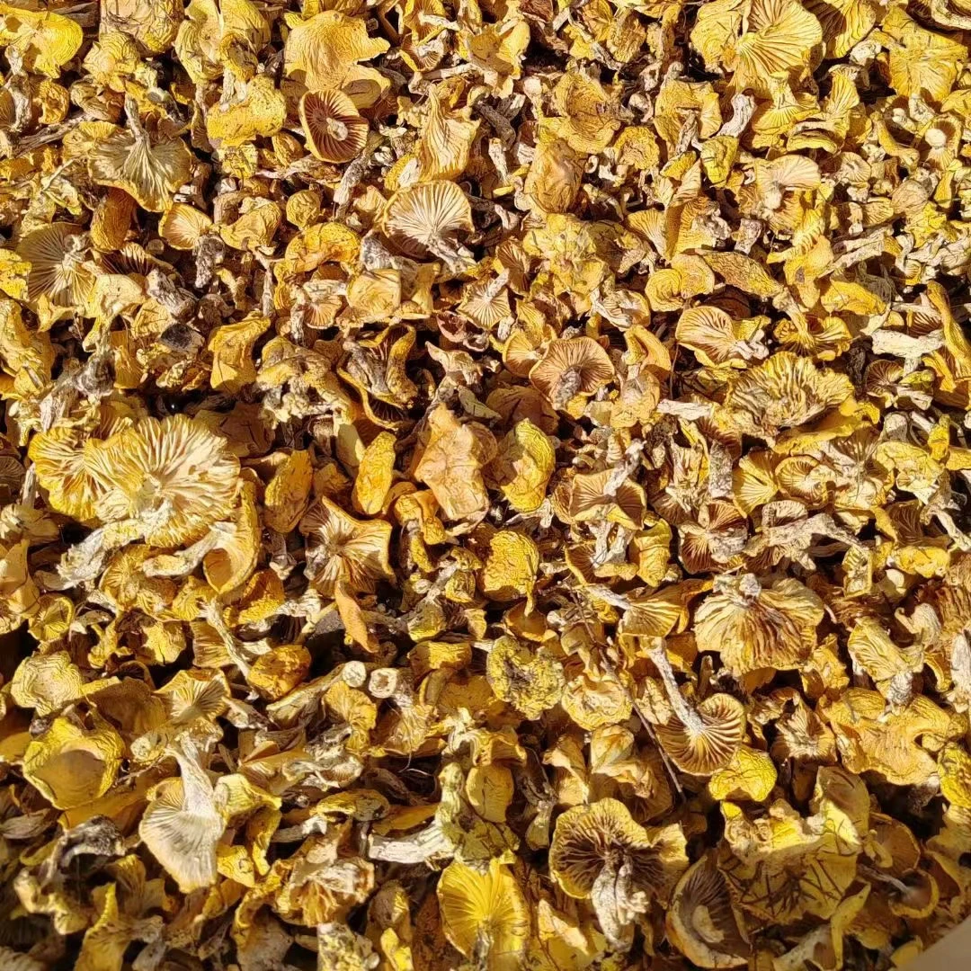 东北野生小黄蘑松树黄油菌黄蘑小鸡炖蘑菇干货山蘑菇无干燥剂包邮