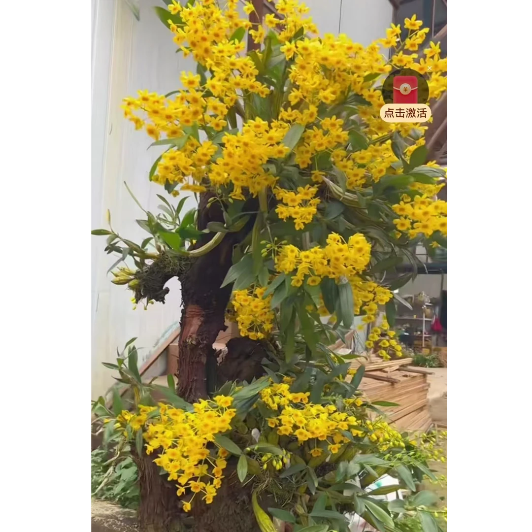 鸡蛋鼓槌石斛（红心鼓槌，爆花型，花花带有蜜香味）黄色红色