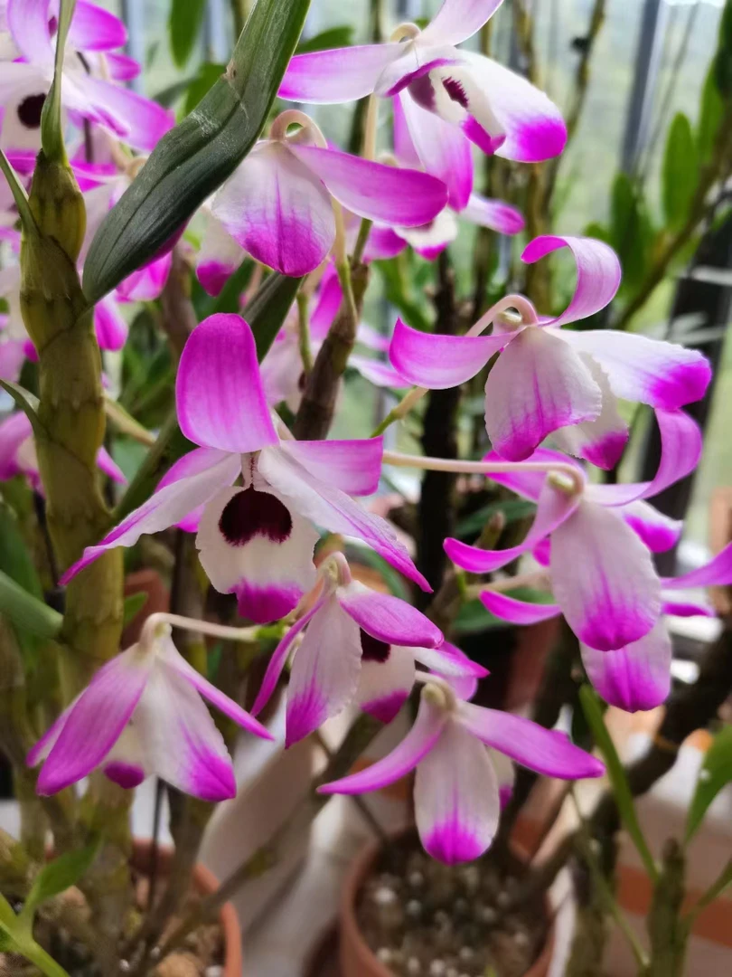 金钗石斛散苗（3-5月花期，好养易成活）