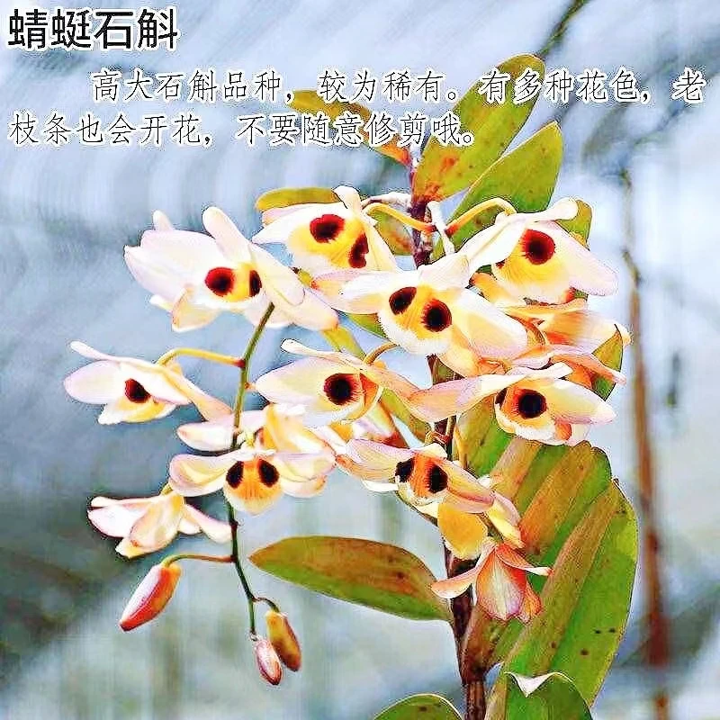 蜻蜓石斛木桩种植（5-7月花期，复花型，花期长）