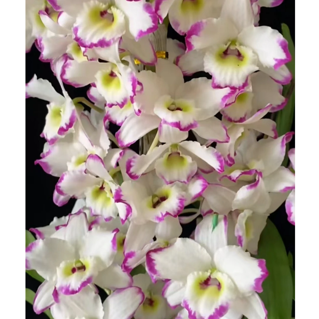 甜心公主春石斛原盆(开花时间长,开花香,易成活)