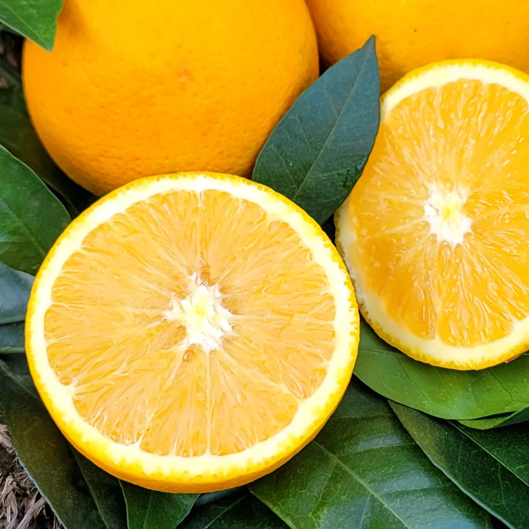 罗甸脐橙新鲜现摘现发、口感好、糖度高、水份足、含丰富维生素、