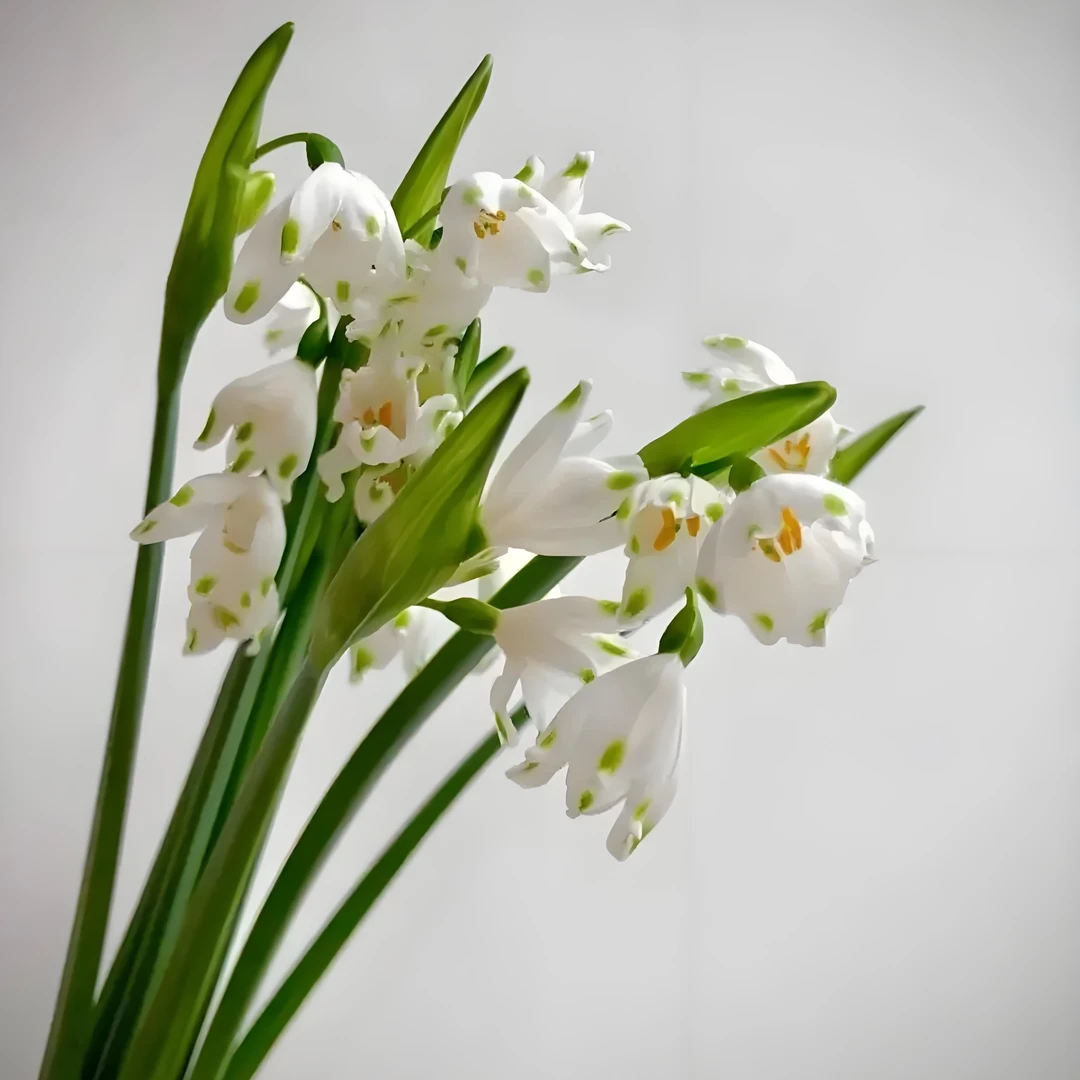 荷兰进口雪片莲 雪铃花 铃兰水仙 种球 超大球
