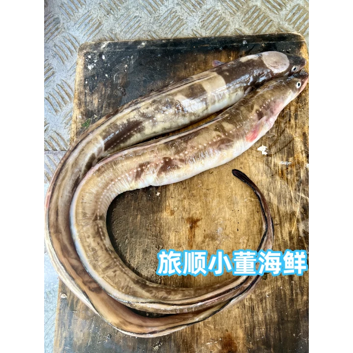 【黄鳝鱼3.8-4.1斤】大连渤海湾野生海捕海鳝鱼七星鳗