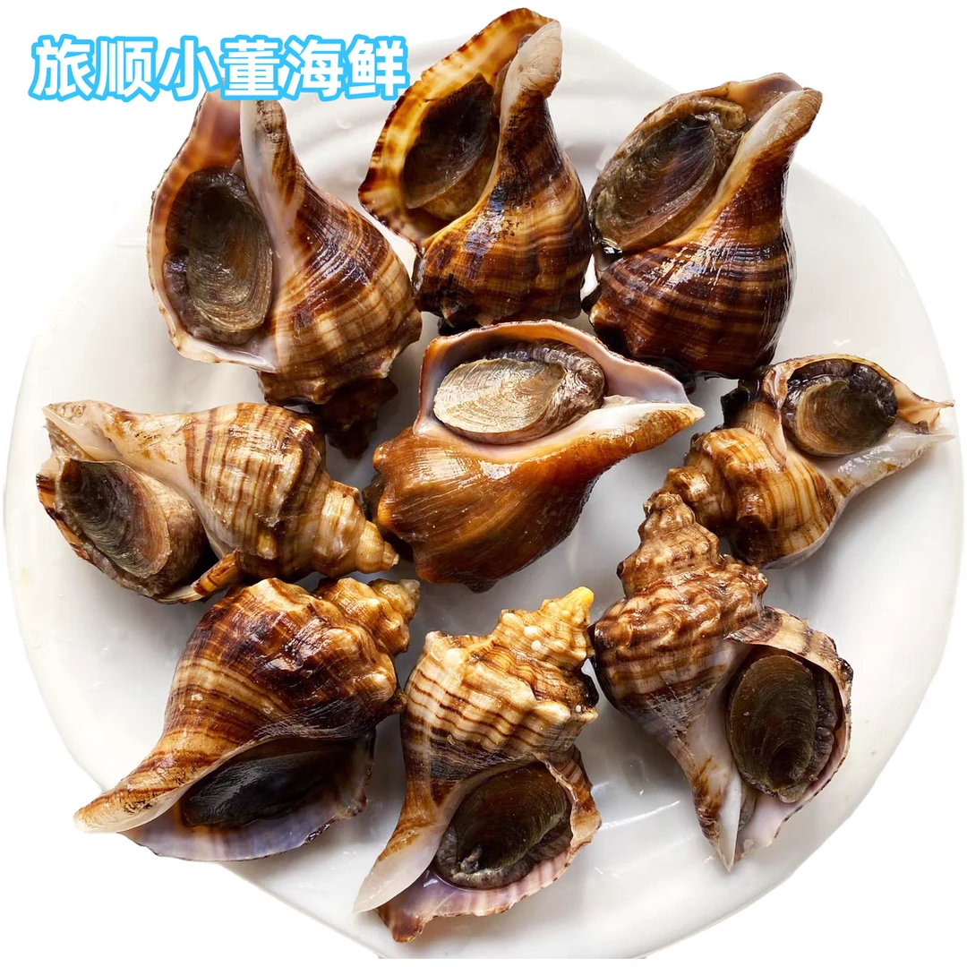 【海螺】大连渤海湾当地自家渔船野生海捕非红里子非养殖