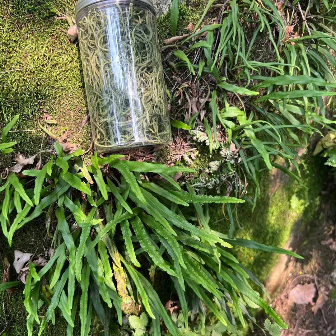 山货    采摘 石头小草黄金草 50克开水泡水