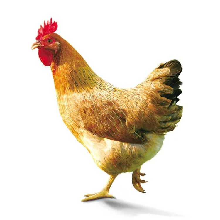 散养炖汤老母鸡（两年母鸡）净重1.2-1.5公斤；（买一送一）