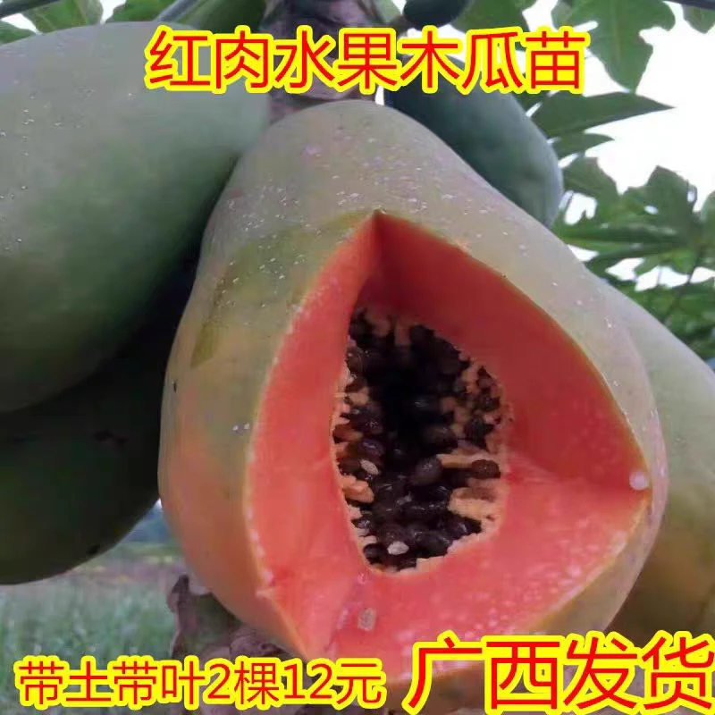 木瓜苗树苗牛奶红肉木瓜苗水果矮化红心木瓜苗南方四季种植带土