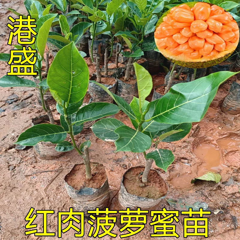 木菠萝苗菠萝蜜树苗印尼红肉菠萝蜜苗四季黄肉南方带土菠萝蜜苗