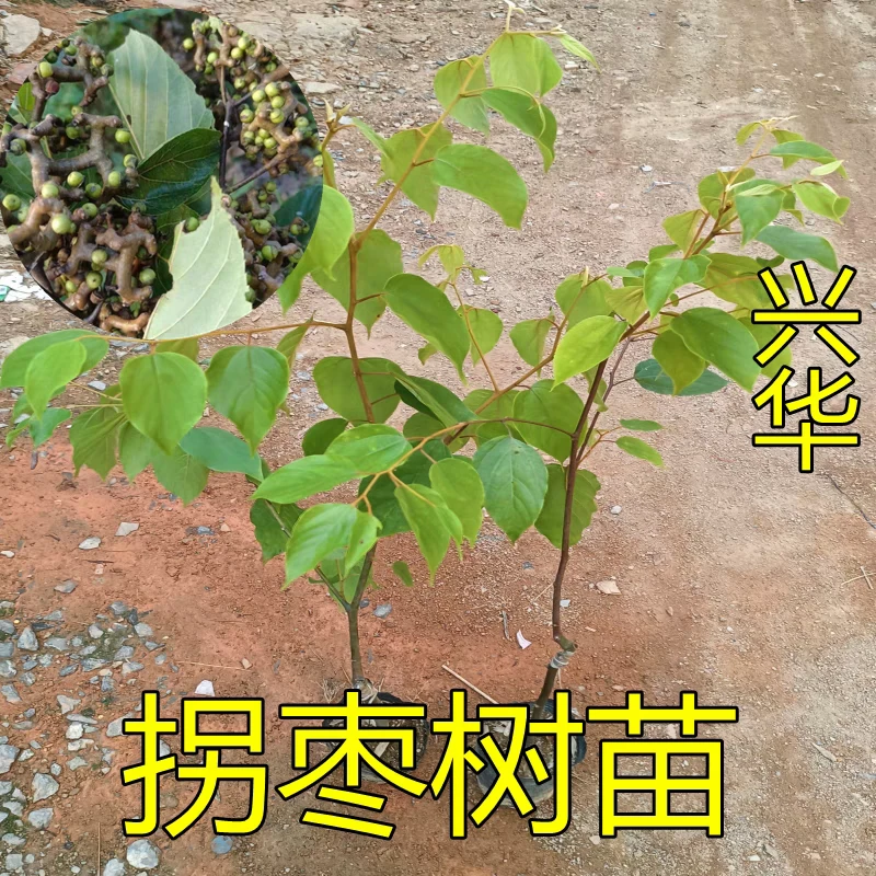 广西带土带叶拐枣树苗鸡爪梨金钩子万寿果苗盆栽庭院种植包邮