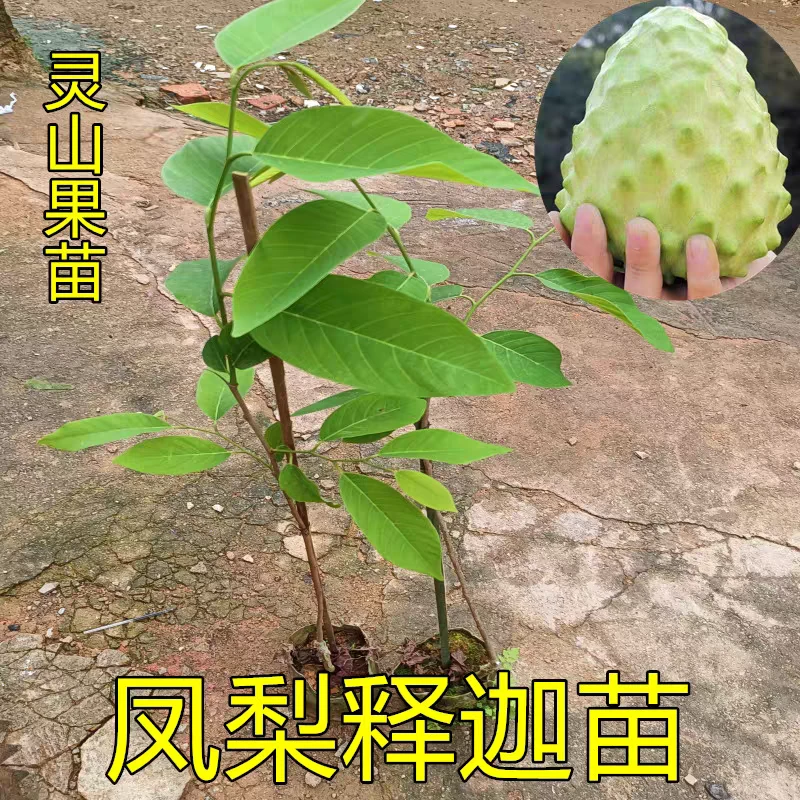 释迦果苗树嫁接凤梨释迦释迦果苗榴莲释迦番荔枝盆栽果树