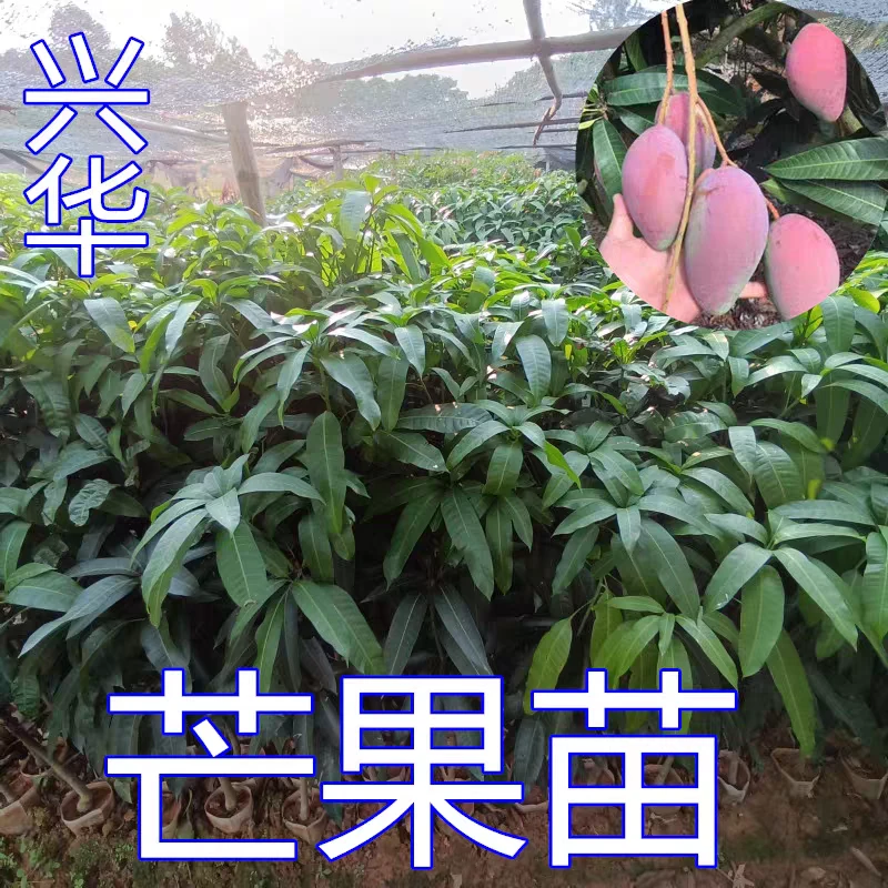 包邮芒果苗树大金煌红贵妃四季芒果树芒果嫁接苗南方种植盆栽带土