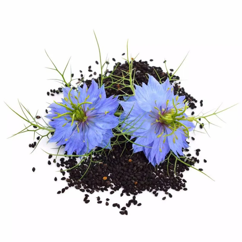 绿植花种，黑种草籽