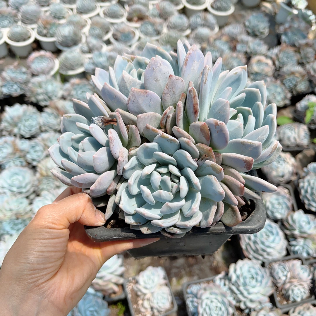 [必拍冷链]橙梦露 多肉植物 双头多头群生