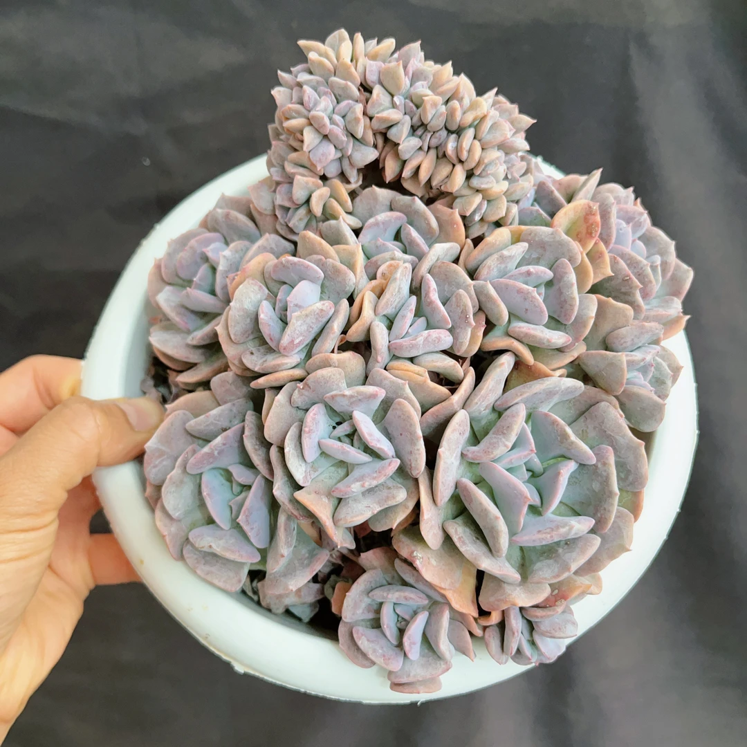 雪精灵 多头群生多肉植物 云南基地直发