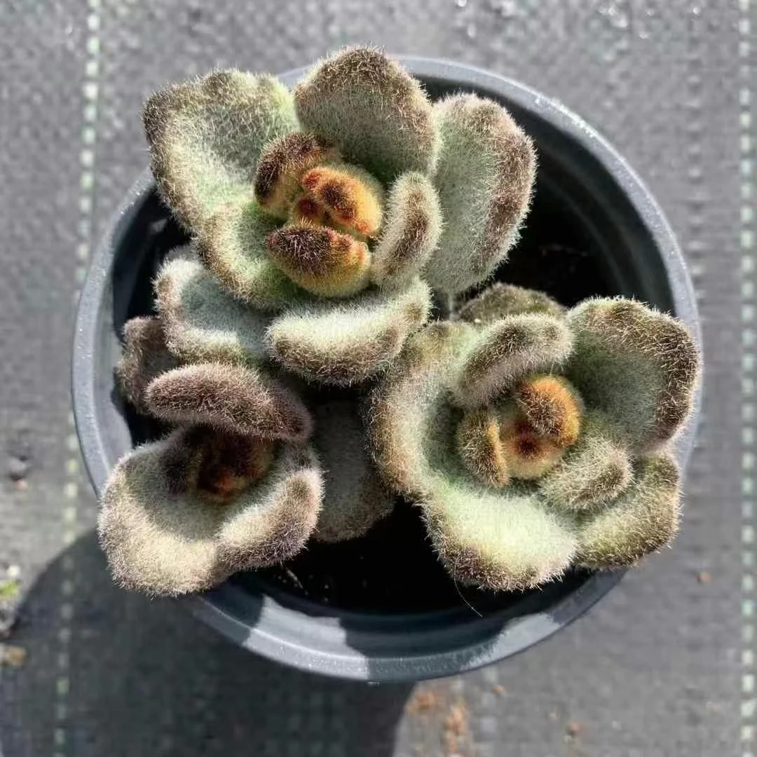 泰迪熊多肉植物兔耳毛茸茸创意室内盆栽绿植花卉