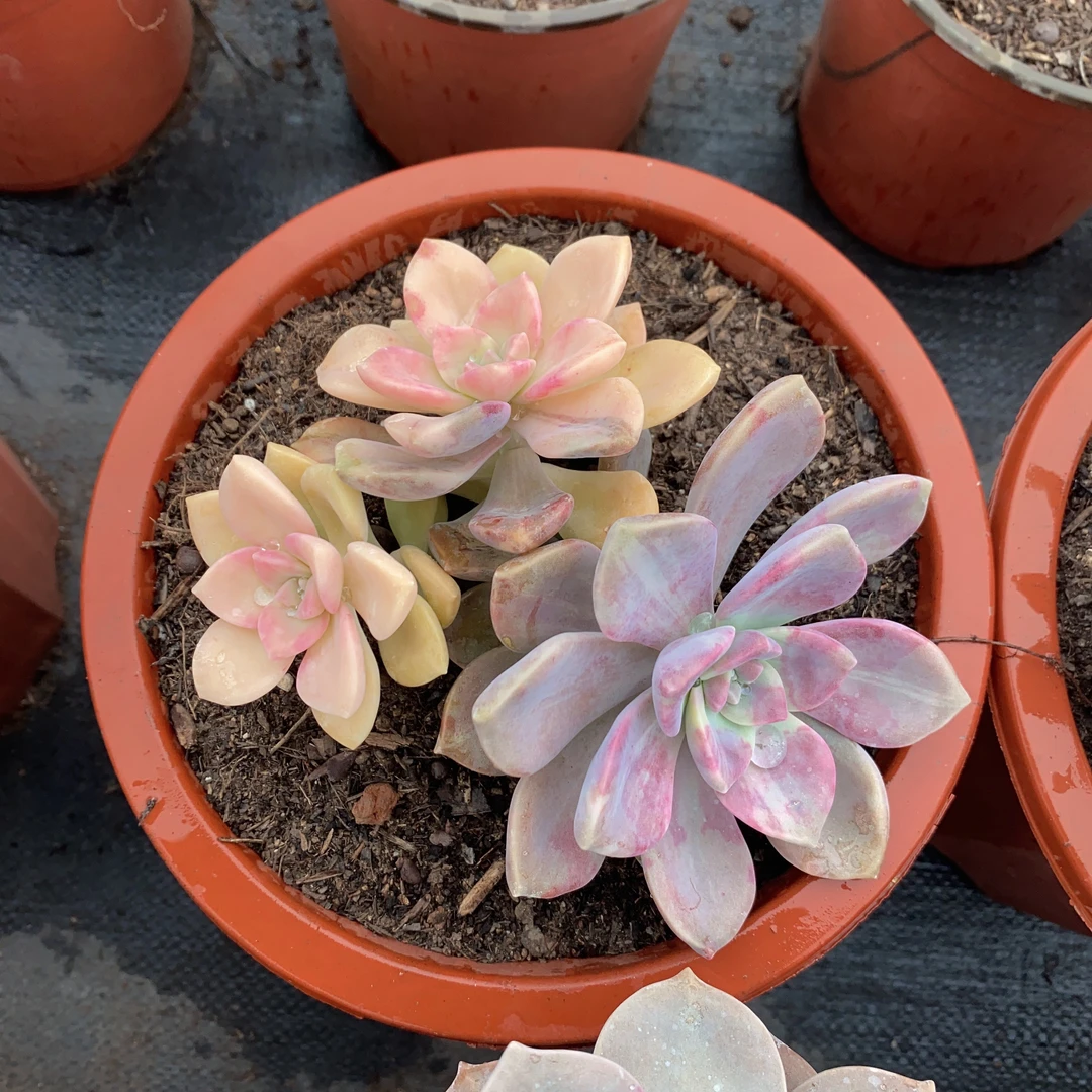 【要拍冷链】紫乐锦 多肉植物 整装 云南基地直发