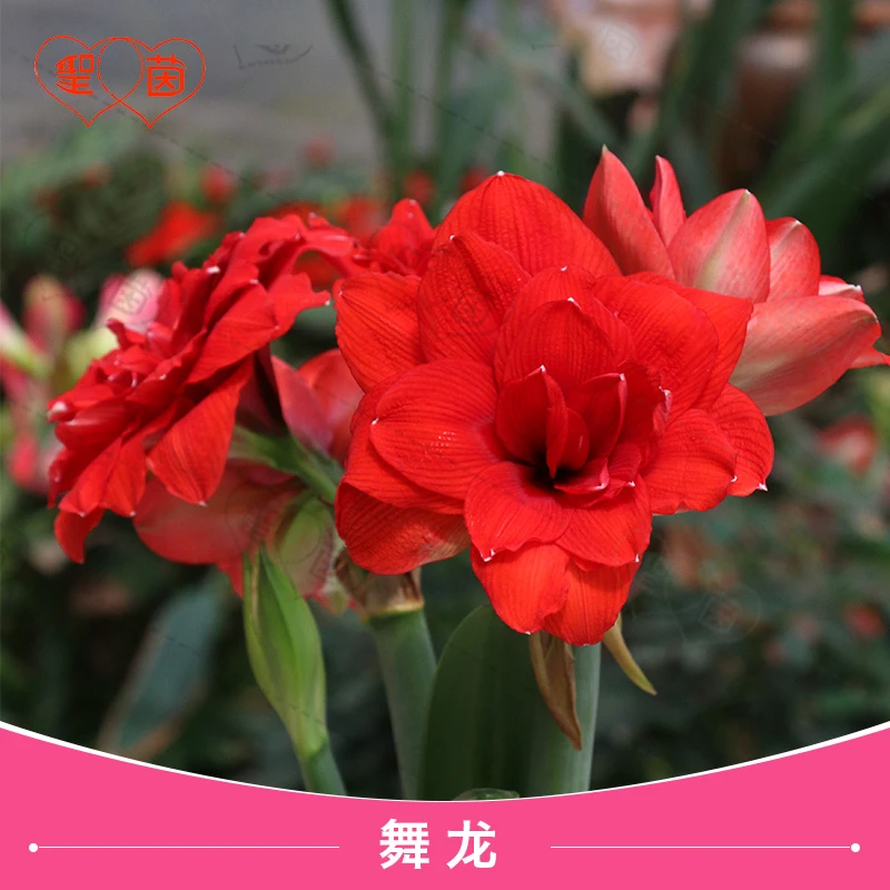 圣茵朱顶红秘鲁蒂卡舞龙花卉多年生阳台种球球根四种植季阳台盆栽