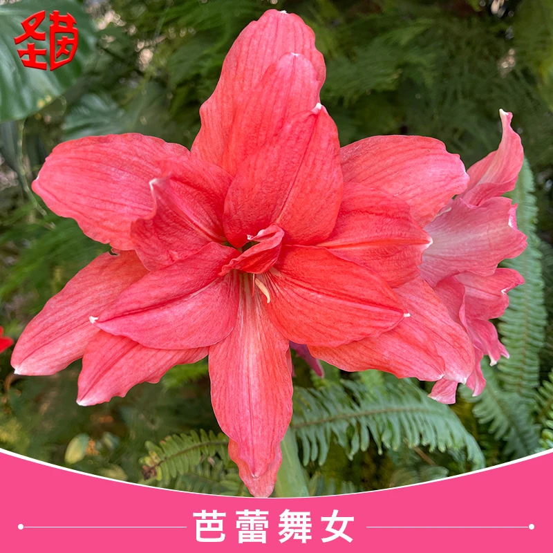圣茵进口南非朱顶红 芭蕾舞女 易活球根花卉多年生阳台植物