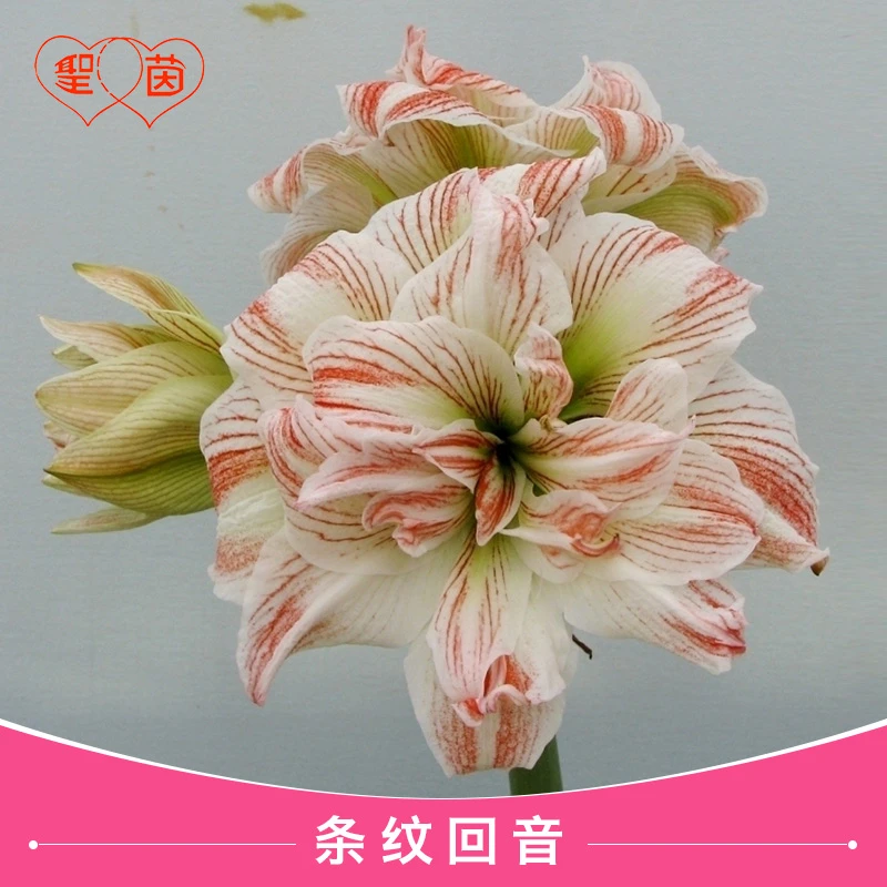 圣茵进口朱顶红 条纹回音(会有错版风险,介意者慎拍)