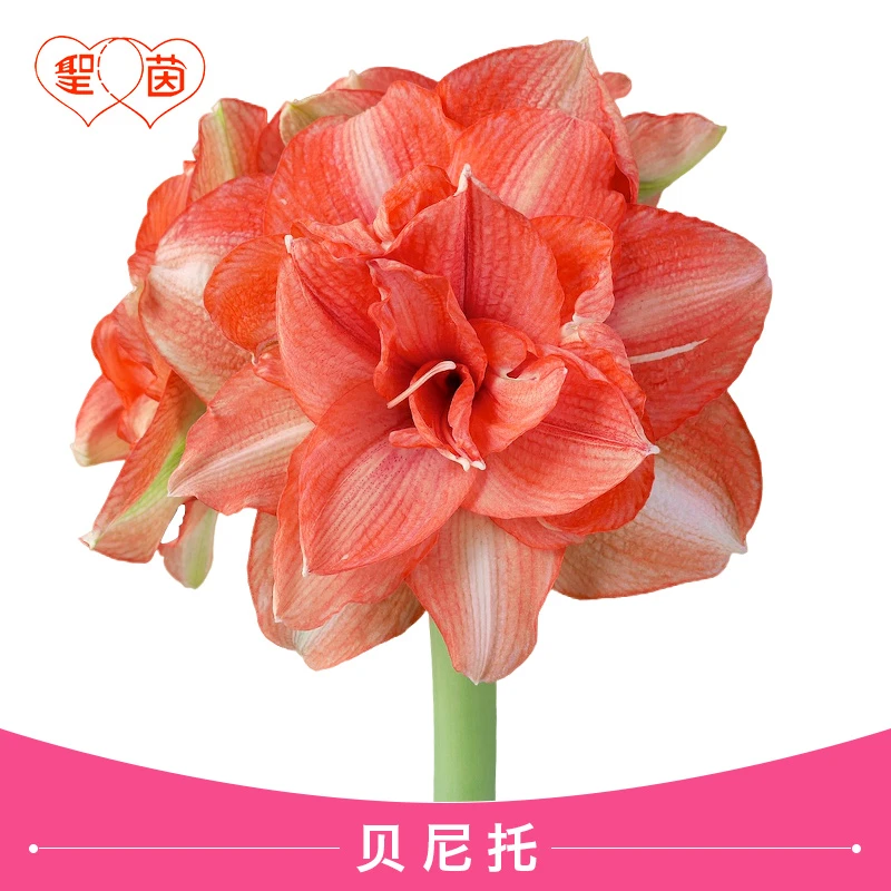 圣茵朱顶红种球 贝尼托 进口多年生室内外球根花卉