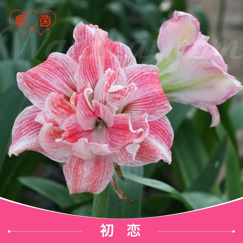 圣茵朱顶红南非品种 初恋 易活球根花卉多年生阳台种球种植