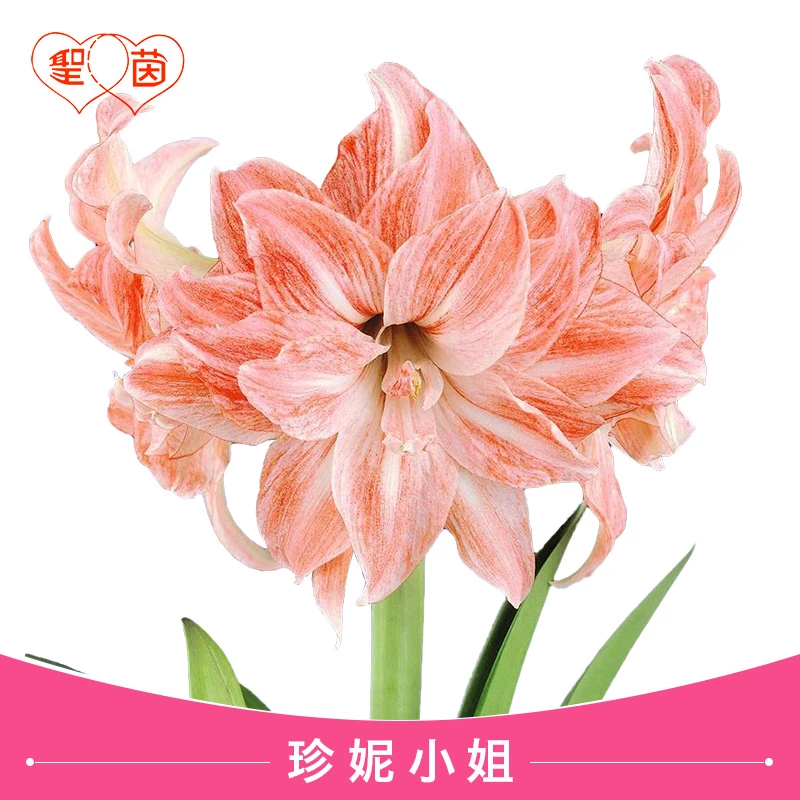 圣茵荷兰进口重瓣朱顶红球根 珍妮小姐 易活阳台庭院懒人花卉