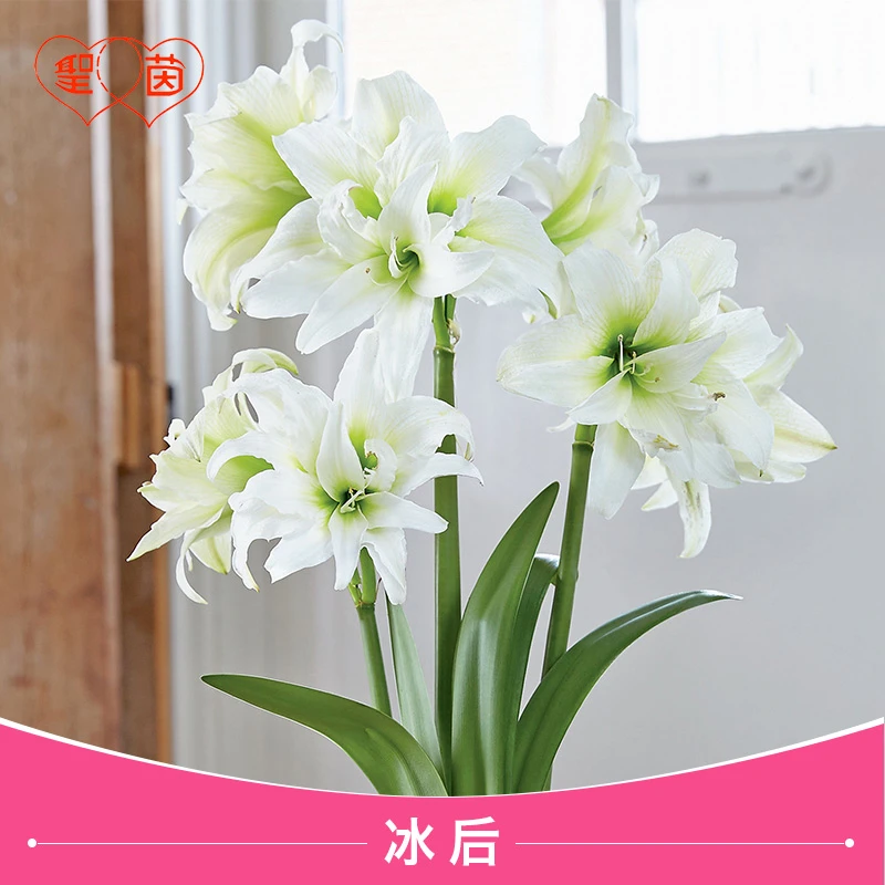 圣茵进口朱顶红 冰后 易活球根花卉多年生阳台植物