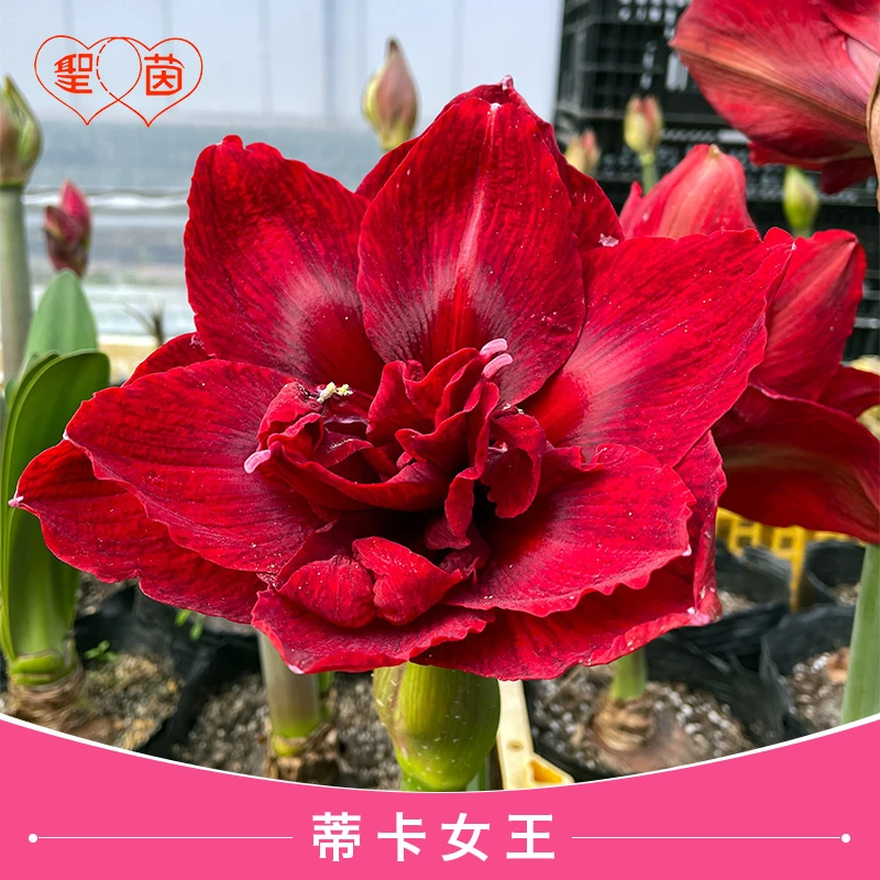 圣茵朱顶红蒂卡女王进口种球多年生阳台种球易种四季种球庭院