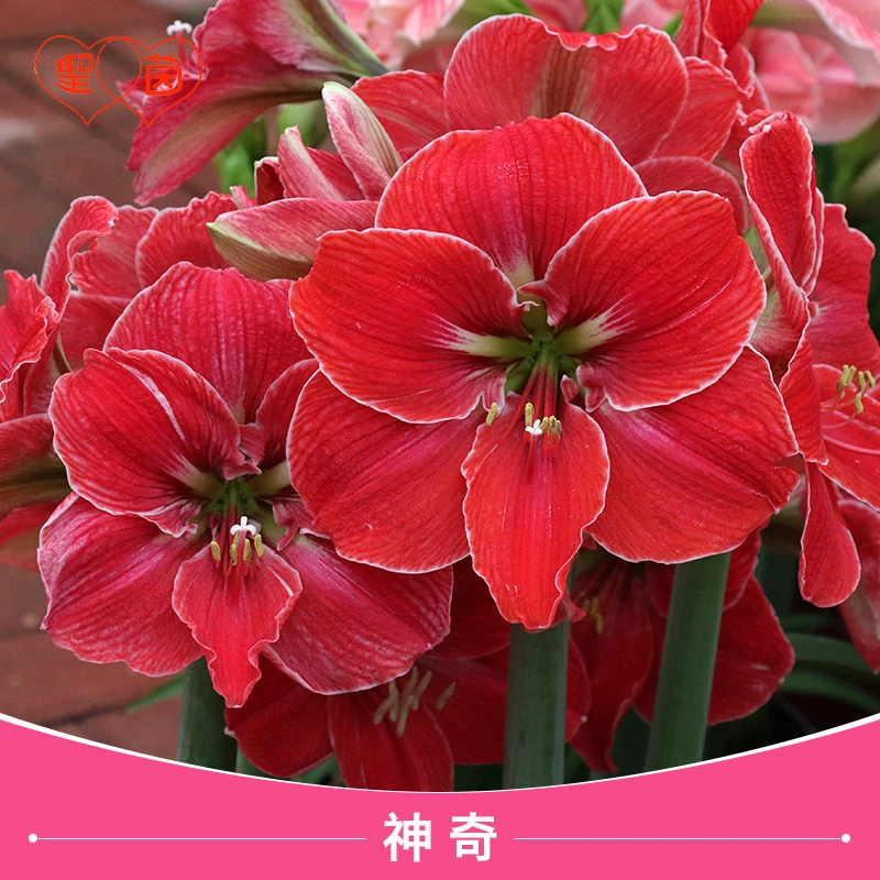 圣茵朱顶红种球 神奇 进口多年生室内外球根花卉