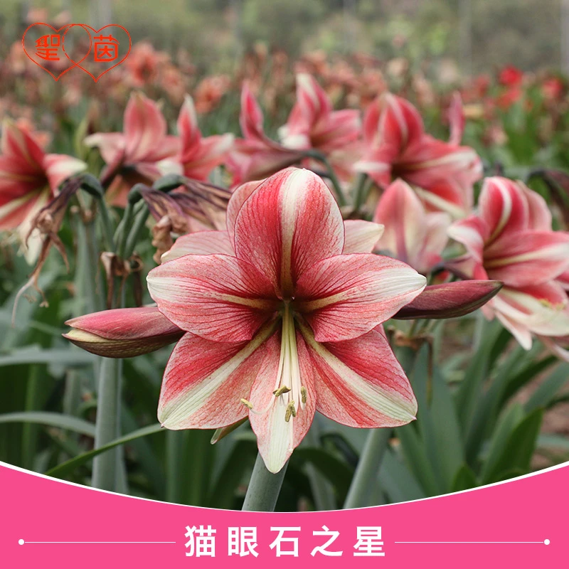 圣茵朱顶红 猫眼石之星 基地球