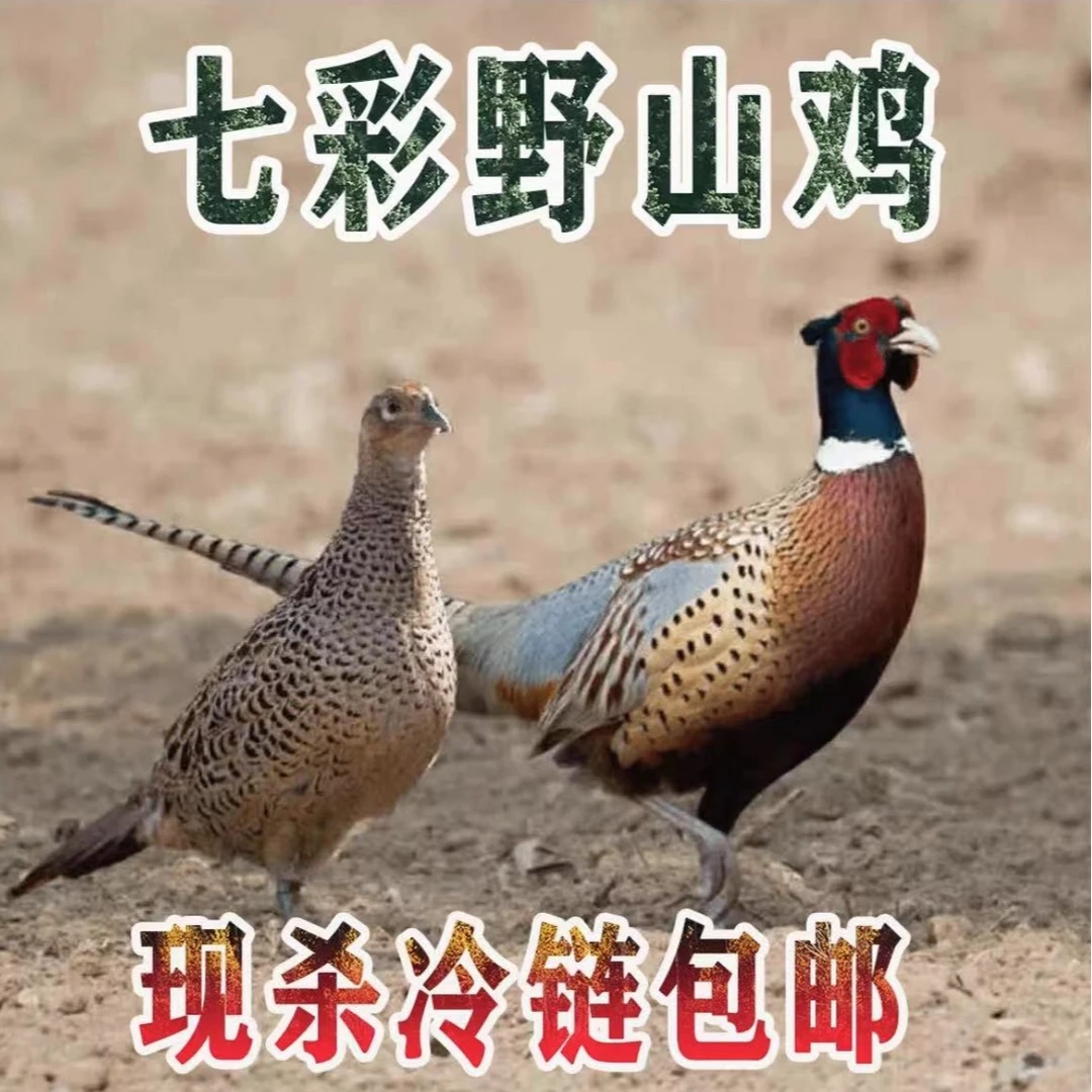【顺丰次日达】七彩山鸡散养喂杂粮现宰现发保鲜发货公母可选新鲜