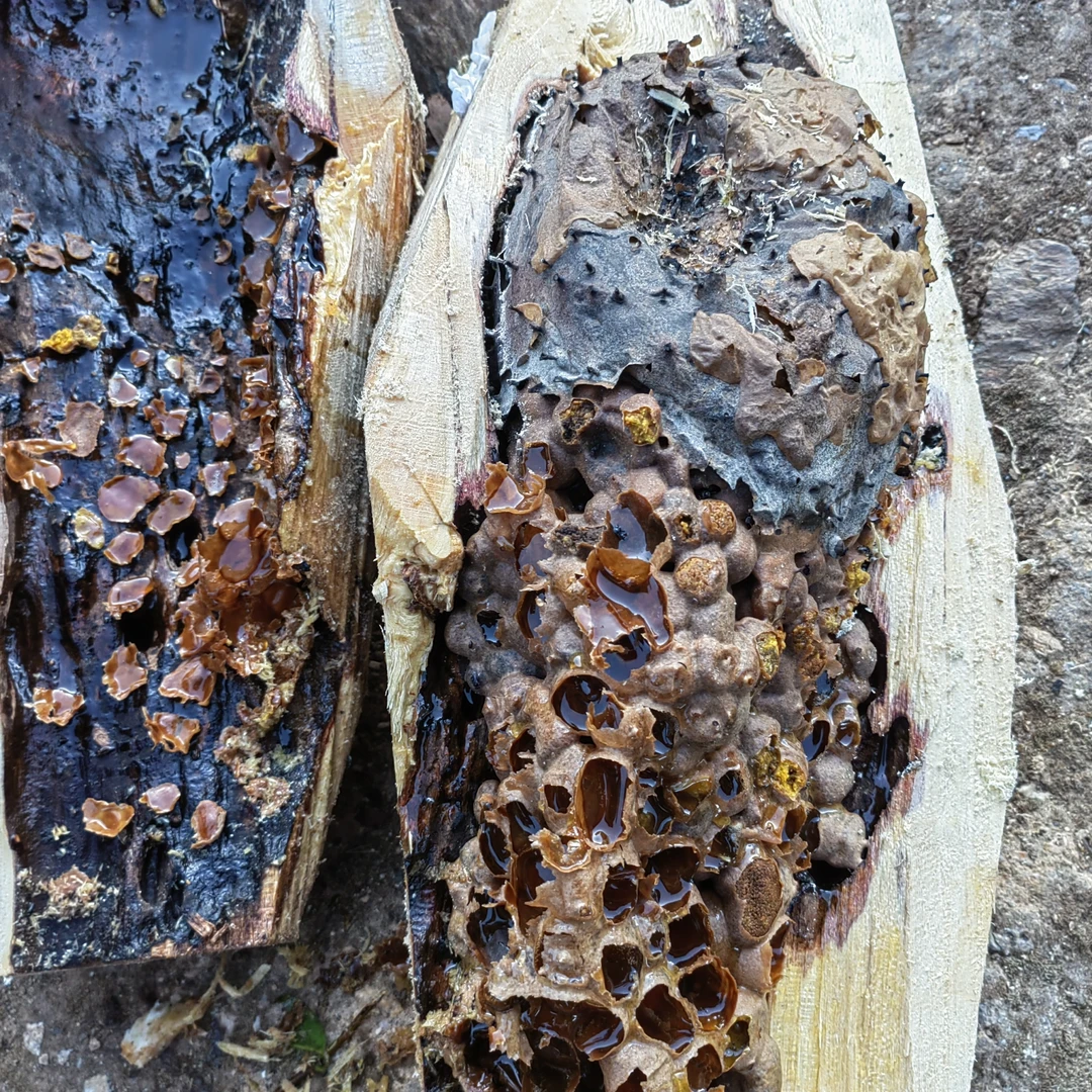 【树酸蜂黄蜜】云南深山酸蜜树洞蜜药蜜巢蜜500g包邮自然成熟宝妈蜜