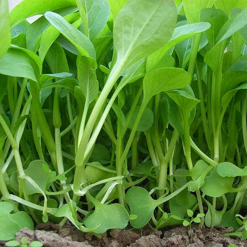 速生鸡毛菜种子种籽四季小白菜青菜油菜阳台盆栽蔬菜种子