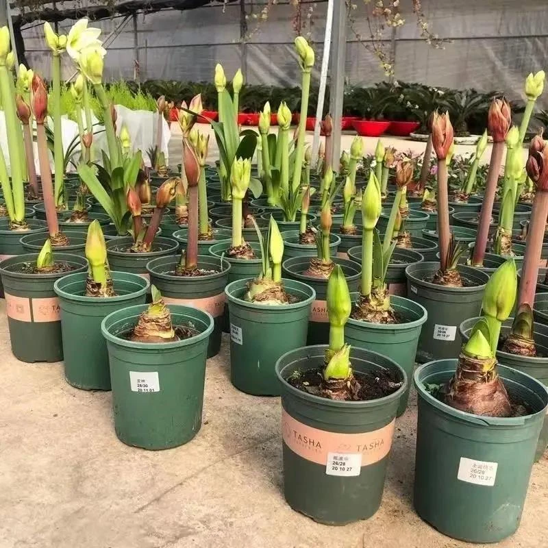朱顶红进口种球四季开花超大特大重瓣阳台盆栽花卉室内外植物耐寒