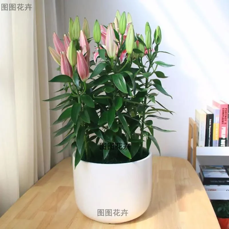 【香水百合花种球】带芽百合花种子百合种球盆栽花卉风信子水仙花