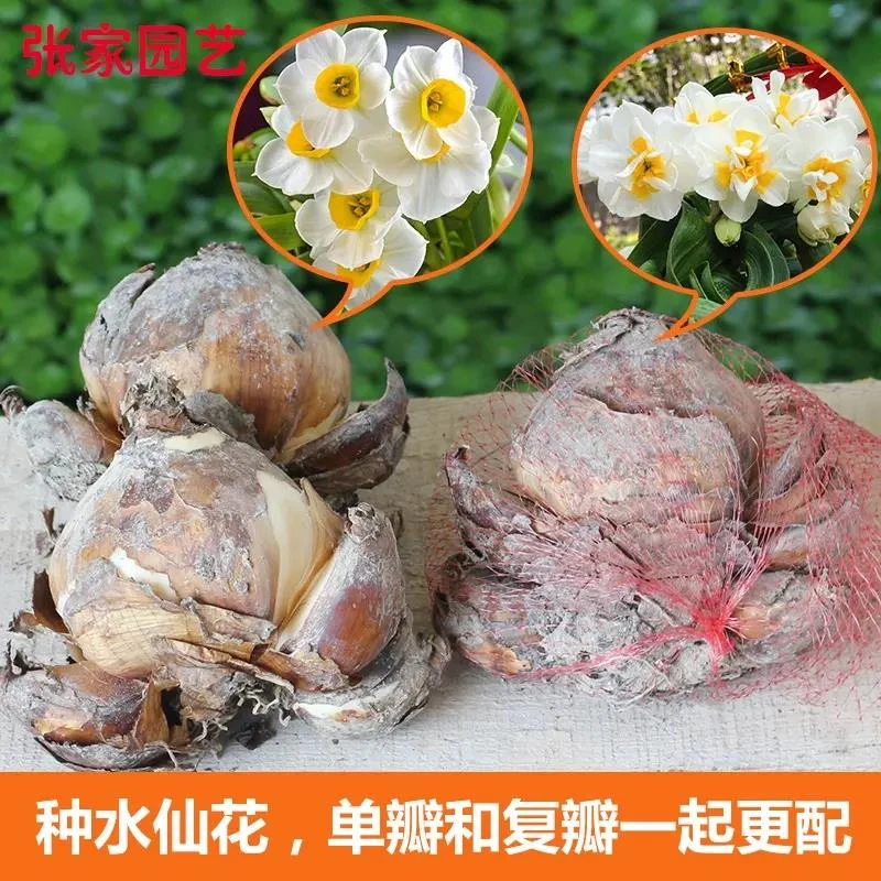 水仙花种球复瓣水培植物花卉盆栽冬季年宵花重瓣漳州水仙花头单瓣