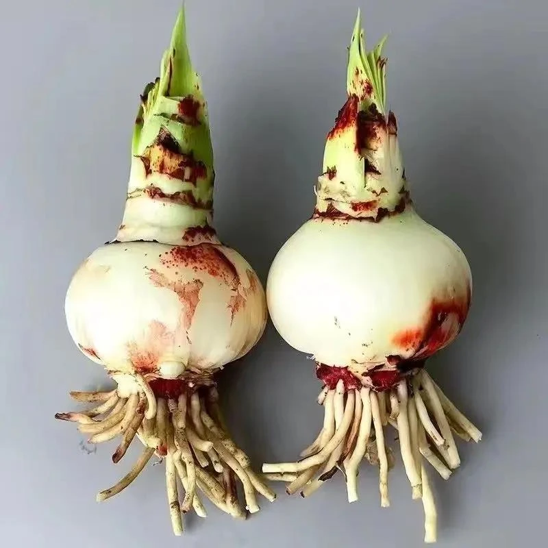 荷兰朱顶红进口重瓣种球多年生球根花卉植物室内阳台盆栽花卉绿植