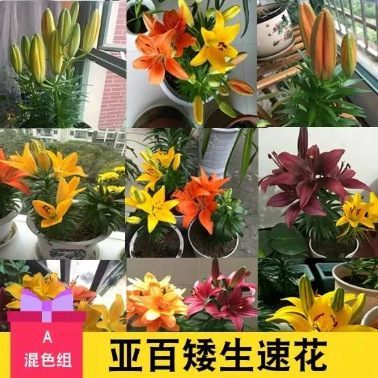矮生亚百tiny系列合花种球 百合花种子 包对版一代球开花快花种子