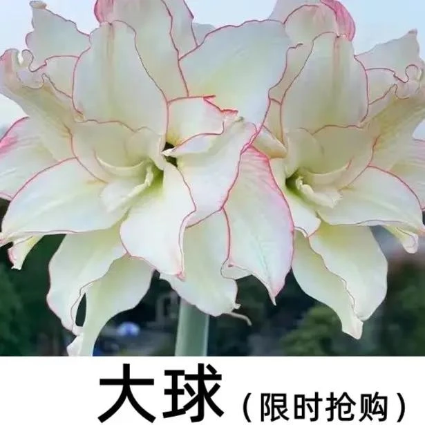 多年生懒人重瓣朱顶红种球球根室内阳台庭院种植水培盆栽网红花卉