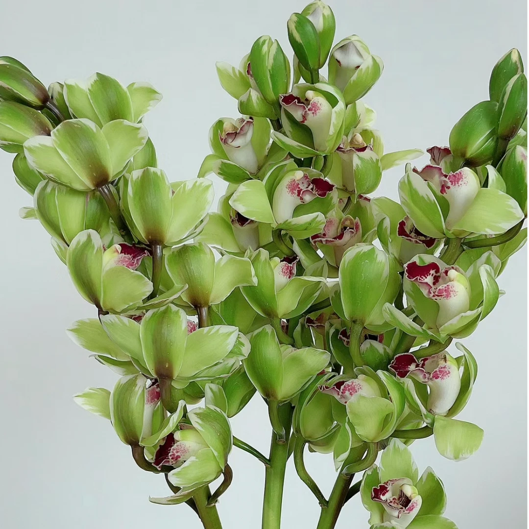 兰花【金边大青龙】花期长浓香大花蕙兰