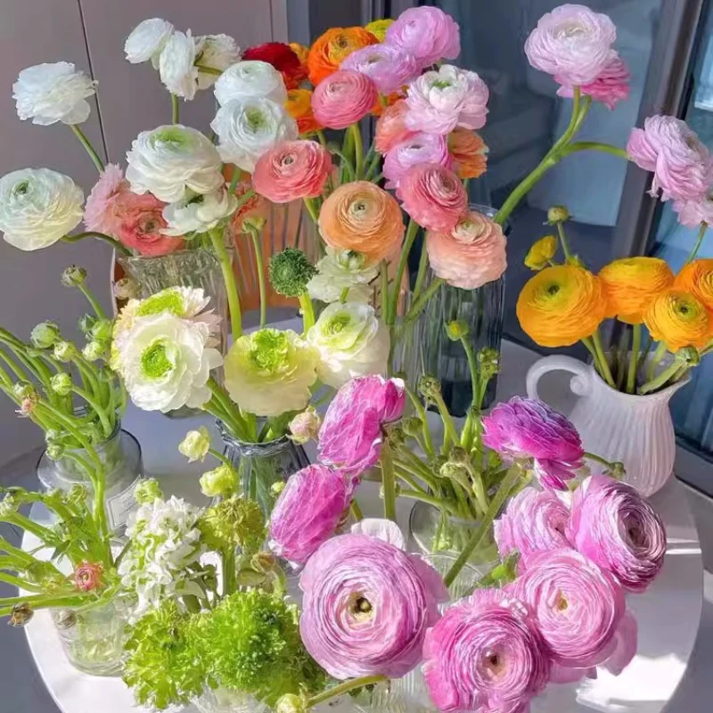 花毛茛种球四季洋牡丹花种子观花植物室内室外花卉盆栽好养活花苗