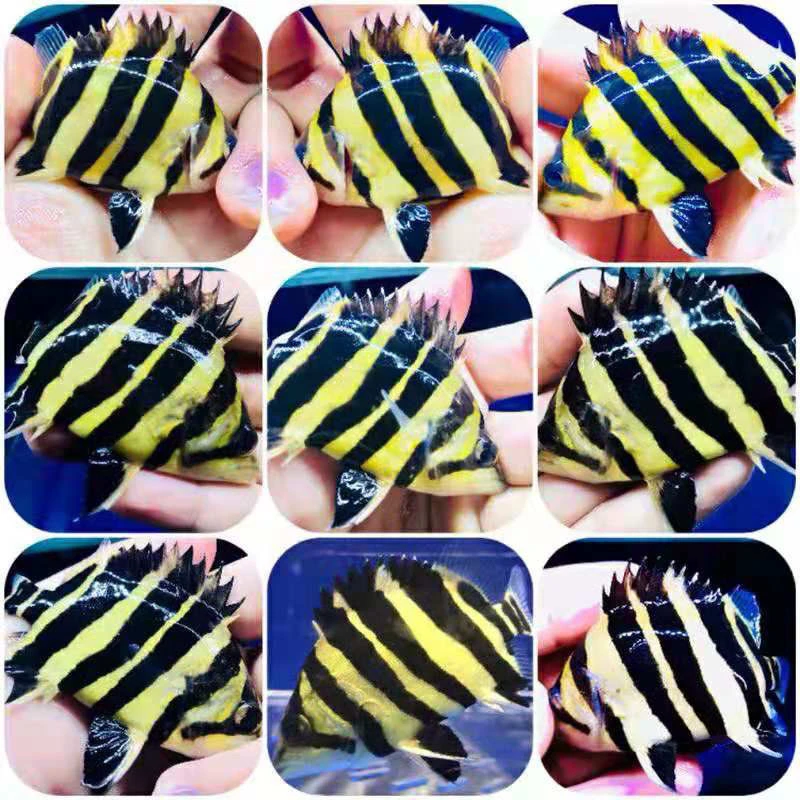 苏虎4纹虎鱼3纹虎鱼苏门答腊虎柠檬黄热带大型观赏鱼